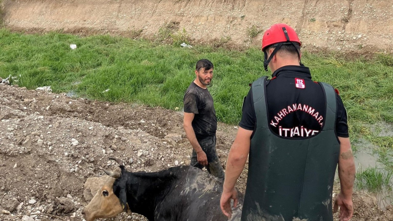 Kahramanmaraş’ta Bataklığa Düşen İnek Kurtarıldı