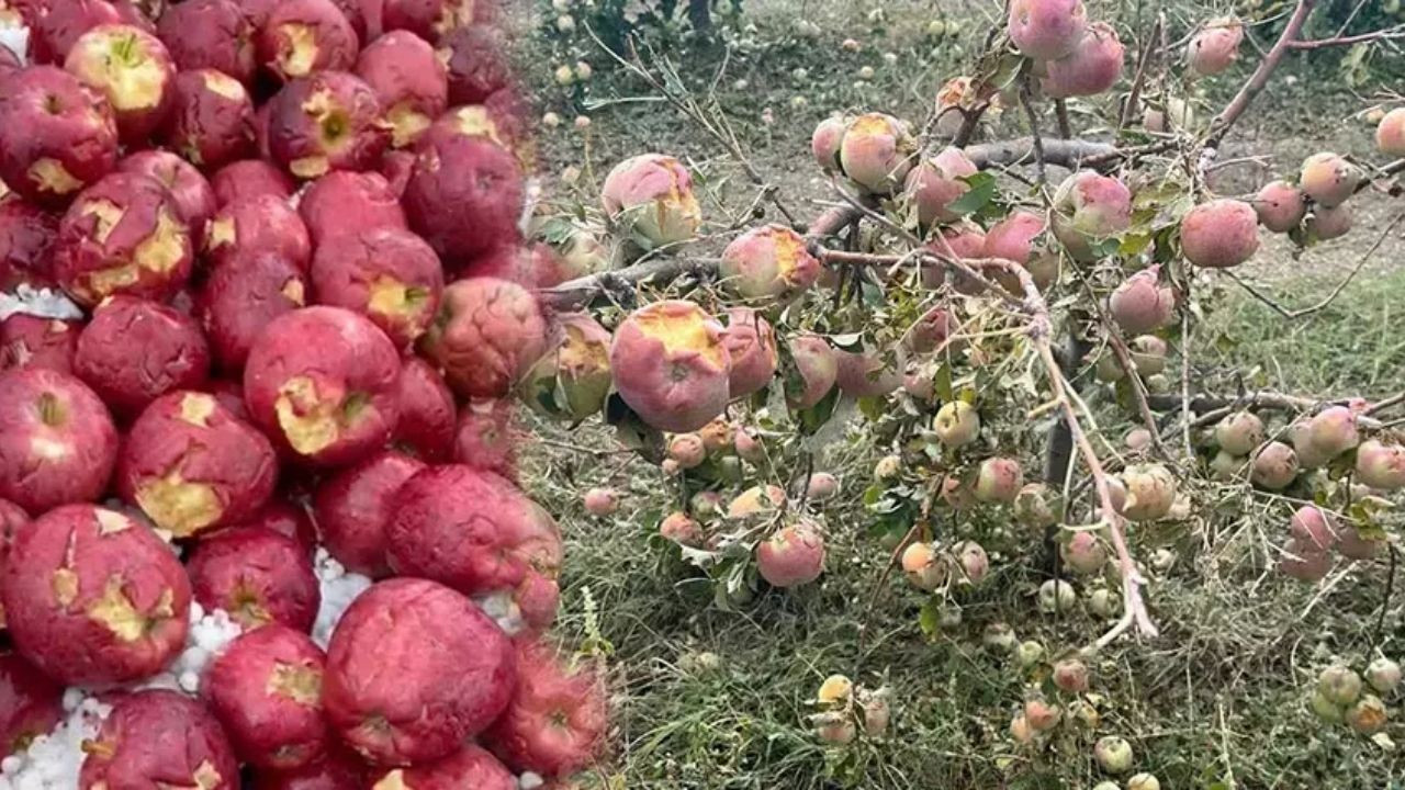 Dolu Afeti Isparta'daki Elma Bahçelerini Vurdu