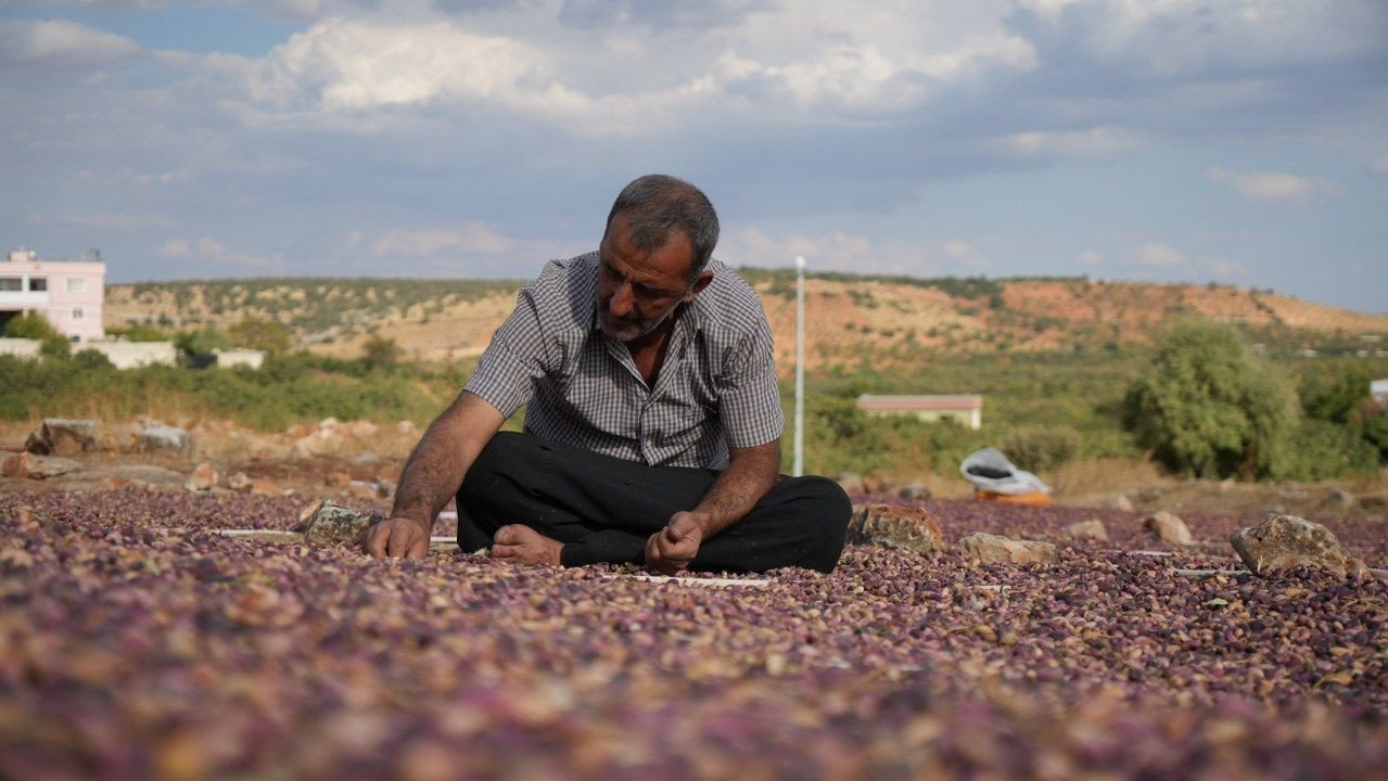 Gazianteplilerin “Yeşil altını” güneşte kurutuluyor - Sayfa 6