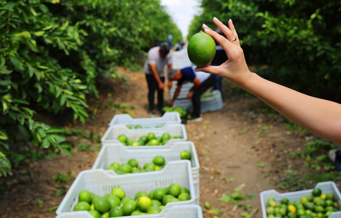 Limon bahçede 8, market ve pazarda 25 lira - Sayfa 8