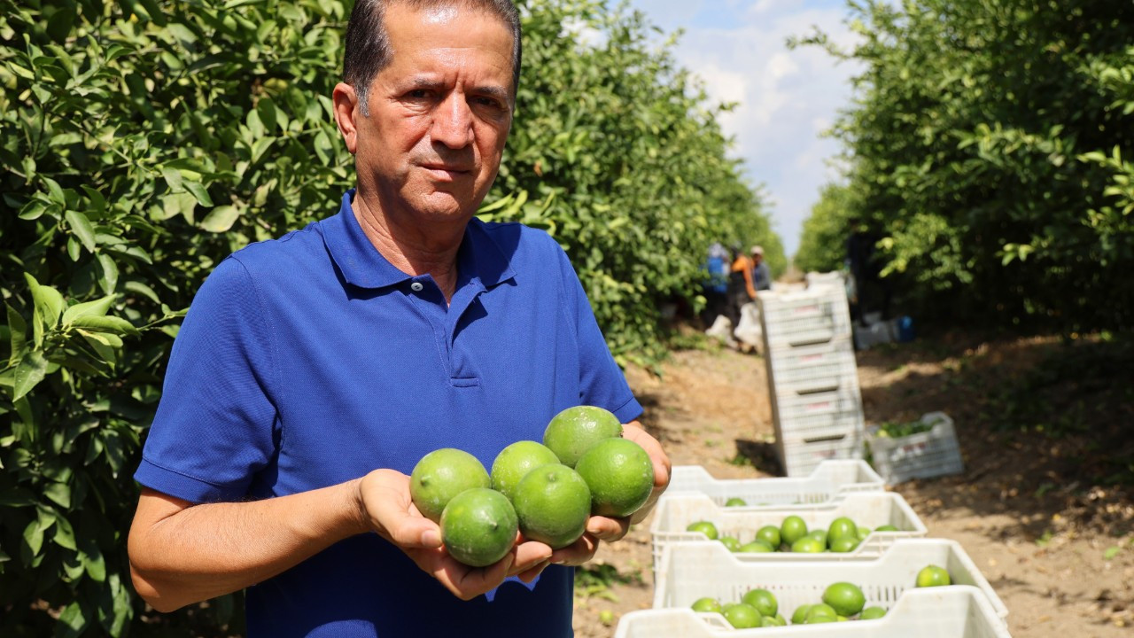 Limon bahçede 8, market ve pazarda 25 lira