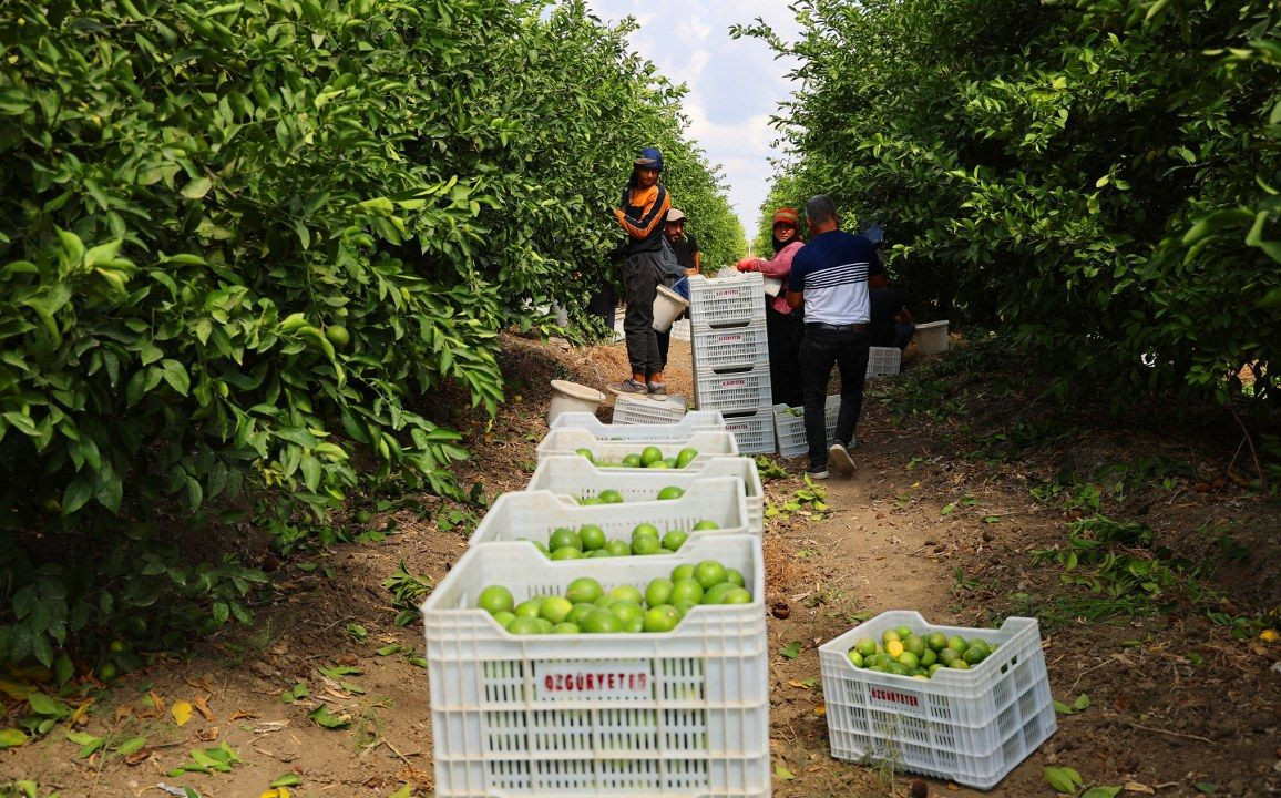 Limon bahçede 8, market ve pazarda 25 lira - Sayfa 4