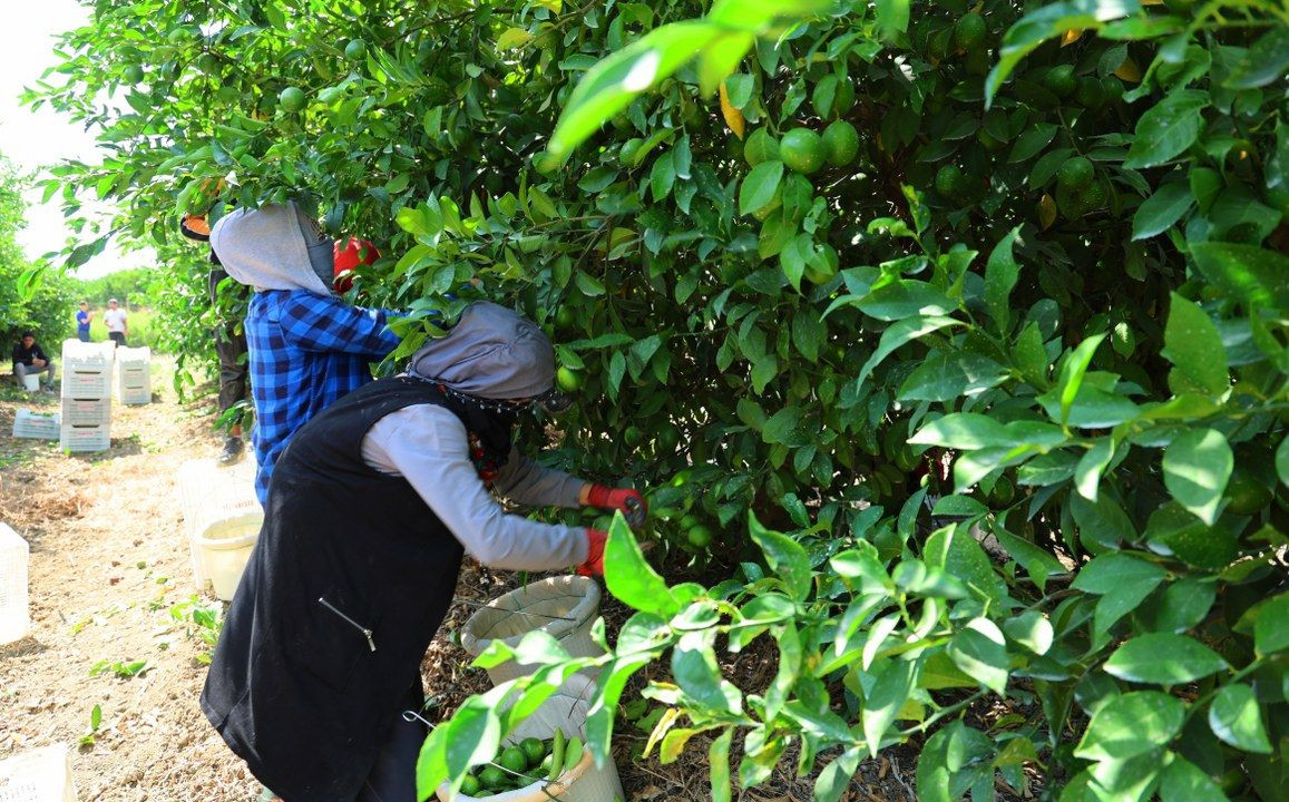 Limon bahçede 8, market ve pazarda 25 lira - Sayfa 3