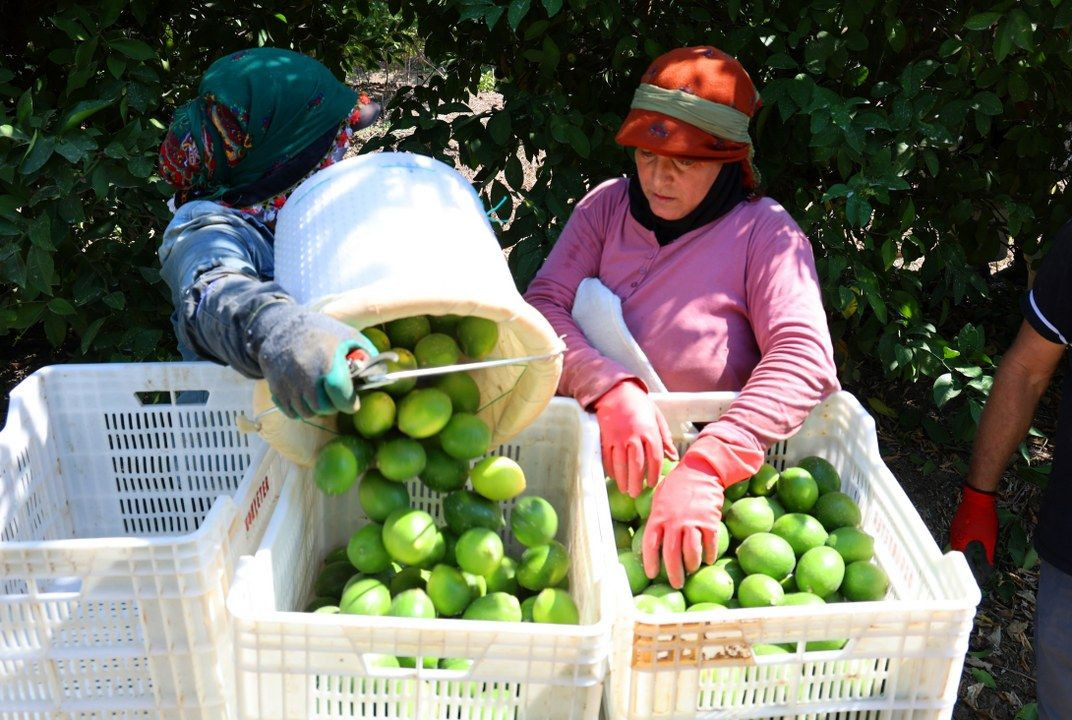 Limon bahçede 8, market ve pazarda 25 lira - Sayfa 2