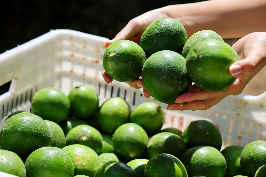 Limon bahçede 8, market ve pazarda 25 lira - Sayfa 1