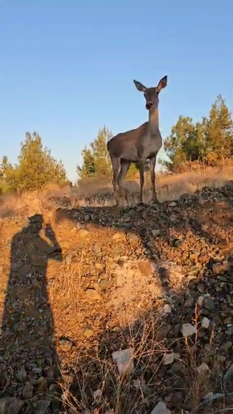 Doğaya bırakılan kızıl geyik, vatandaşlara kendini sevdirdi - Sayfa 2