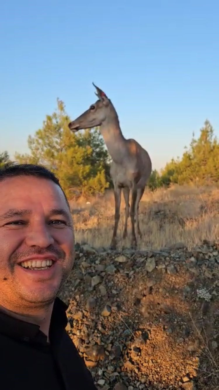 Doğaya bırakılan kızıl geyik, vatandaşlara kendini sevdirdi - Sayfa 3