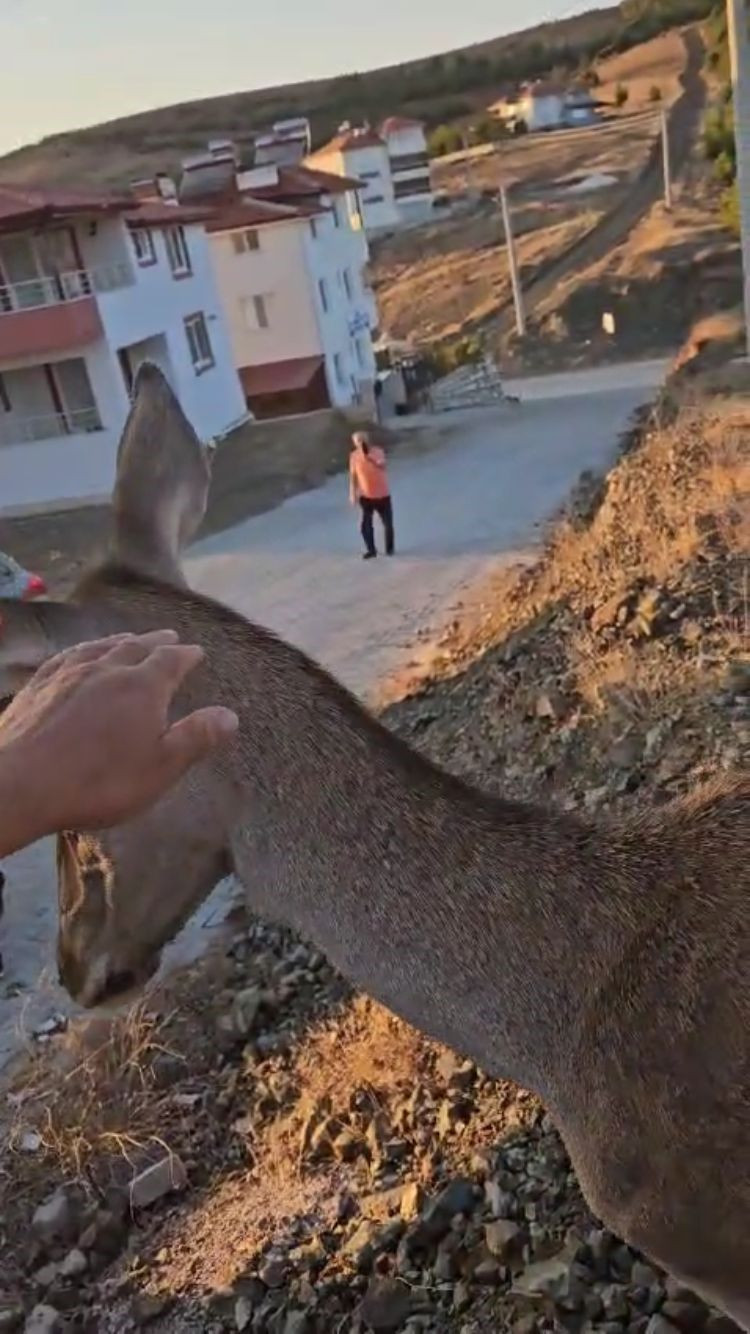 Doğaya bırakılan kızıl geyik, vatandaşlara kendini sevdirdi - Sayfa 4