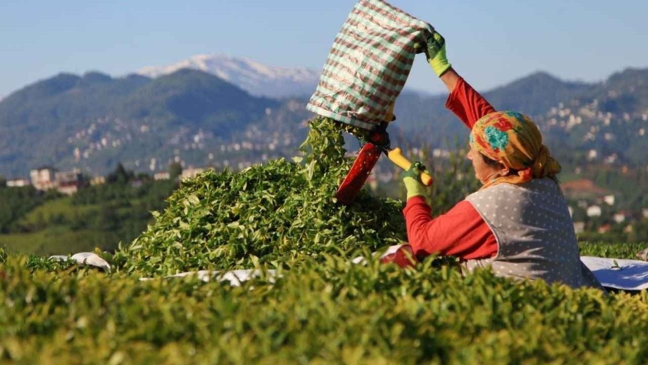 Fındık ve Çay Moskova'da Tanıtıldı