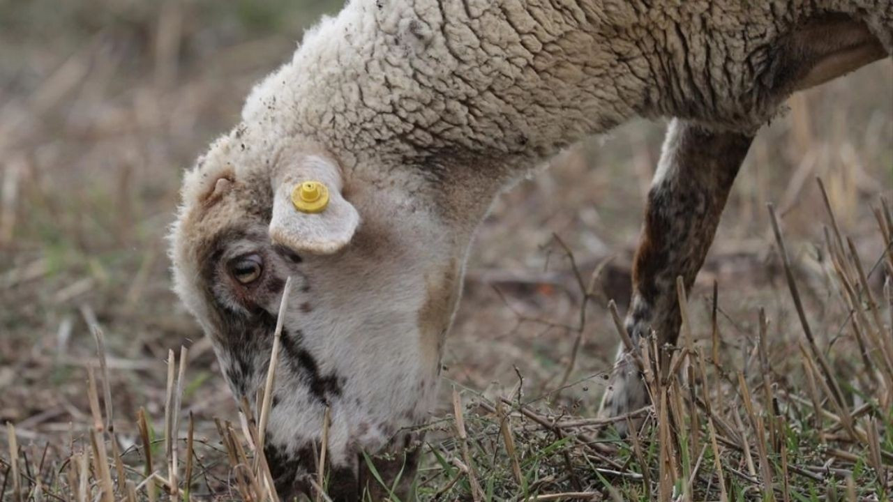 Osmaniye'de mavi dil karantinası