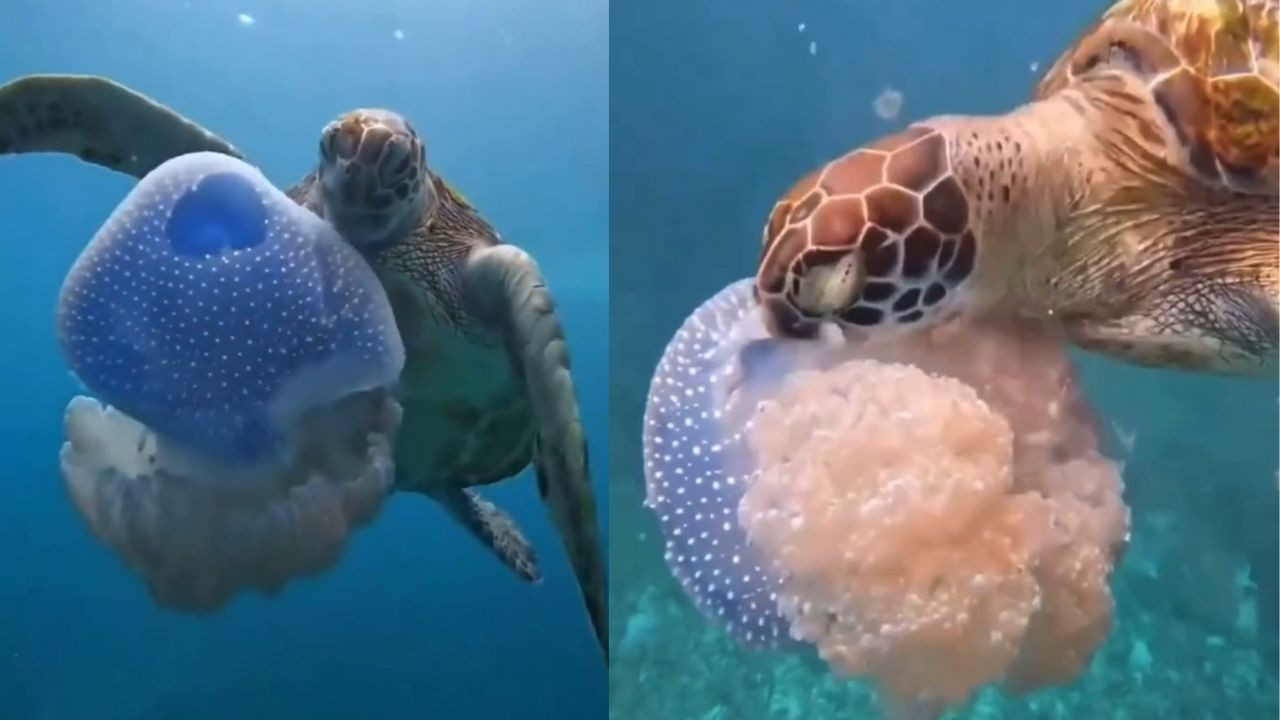 Caretta Carettaların Deniz Anasını Yediği Görüntüler, Plastik Kirliliğine Karşı Uyarı Mesajı Verdi