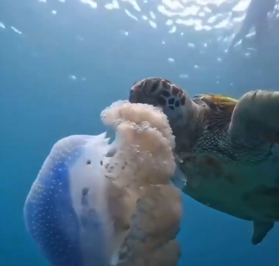 Caretta Carettaların Deniz Anasını Yediği Görüntüler, Plastik Kirliliğine Karşı Uyarı Mesajı Verdi - Sayfa 4