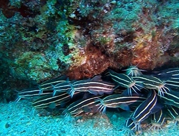 Antalya Körfezi'nde ilk kez görüntülendi: Zehirli çizgili kedi balığı - Sayfa 1