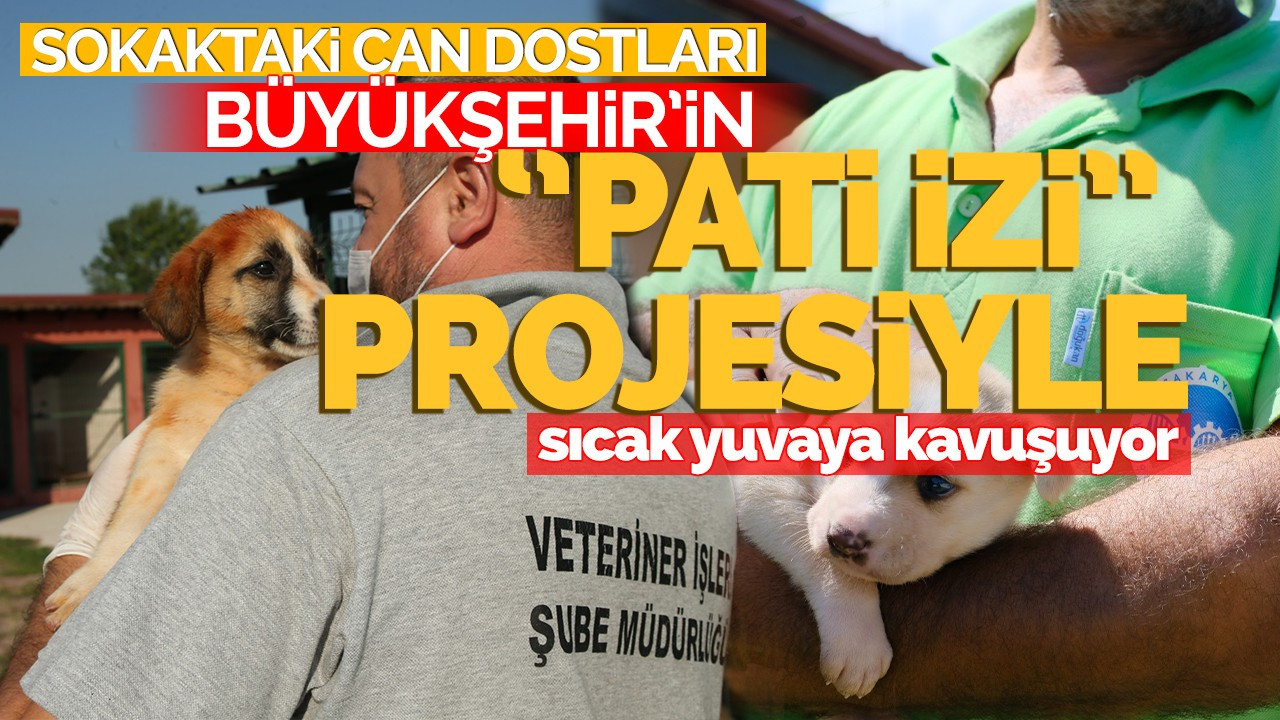 Sokaktaki can dostları Büyükşehir’in ‘Pati İzi’ projesiyle sıcak yuvaya kavuşuyor