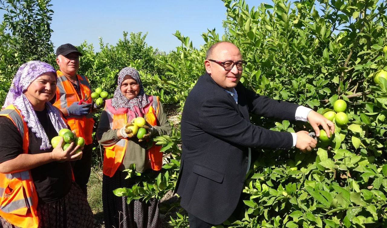 Mersin'de Limon Hasadı Başladı: Sezonda 1 Milyon Tondan Fazla Üretim - Sayfa 1