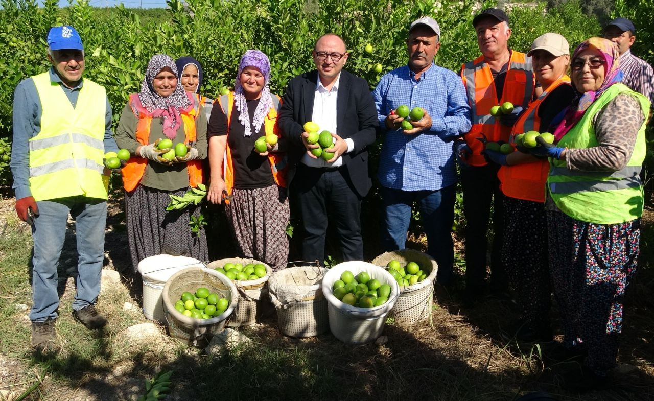 Mersin'de Limon Hasadı Başladı: Sezonda 1 Milyon Tondan Fazla Üretim - Sayfa 4