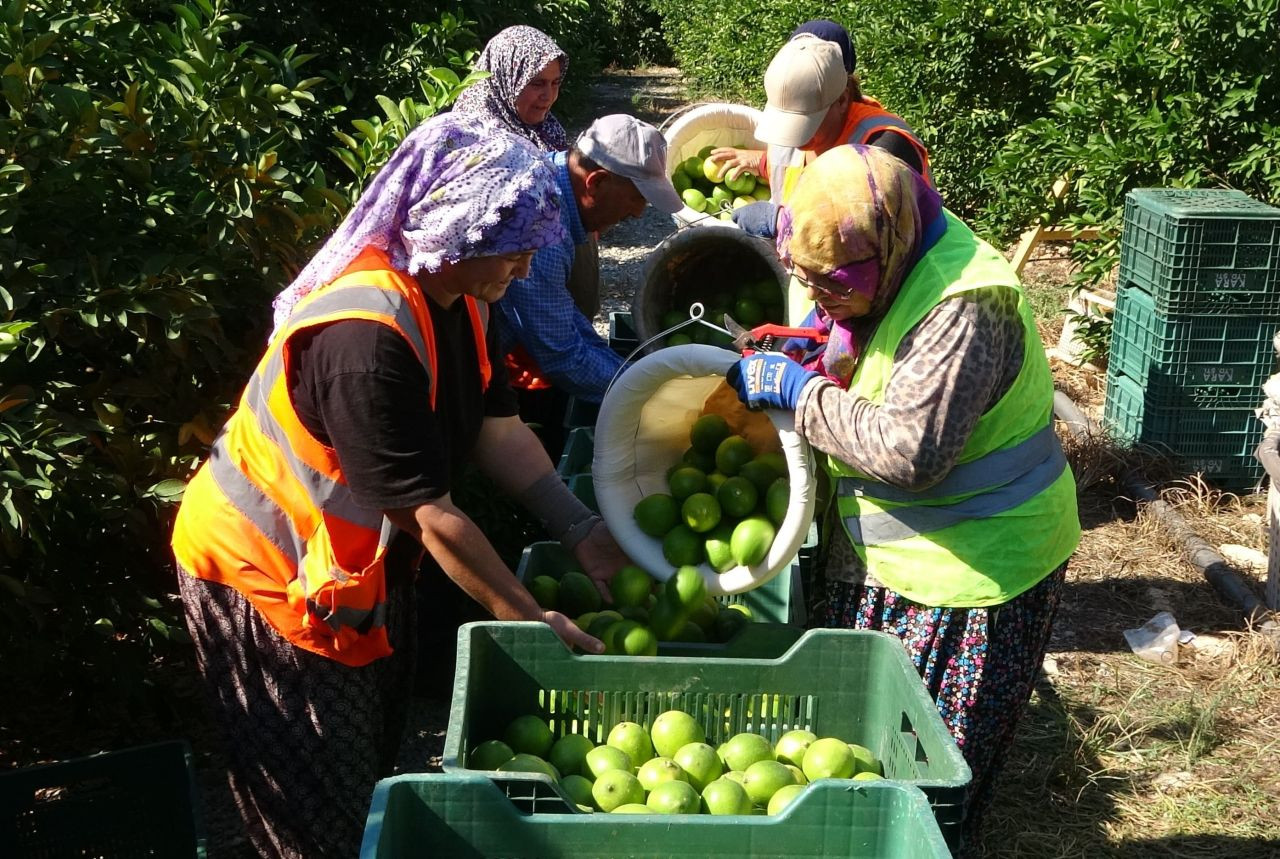 Mersin'de Limon Hasadı Başladı: Sezonda 1 Milyon Tondan Fazla Üretim - Sayfa 6