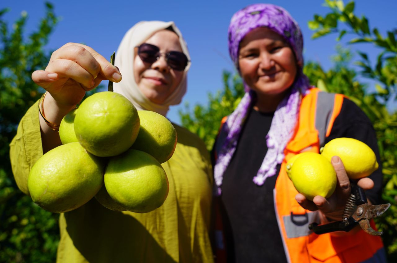 Mersin'de Limon Hasadı Başladı: Sezonda 1 Milyon Tondan Fazla Üretim - Sayfa 7