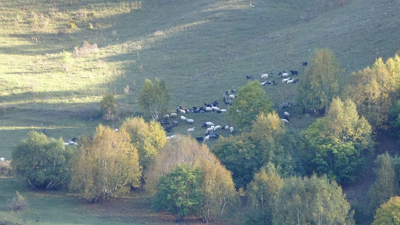 Artvin'de Sonbahar İlk Bu Köye Uğruyor: Zekerya Köyünde Renk Cümbüşü Başladı - Sayfa 2