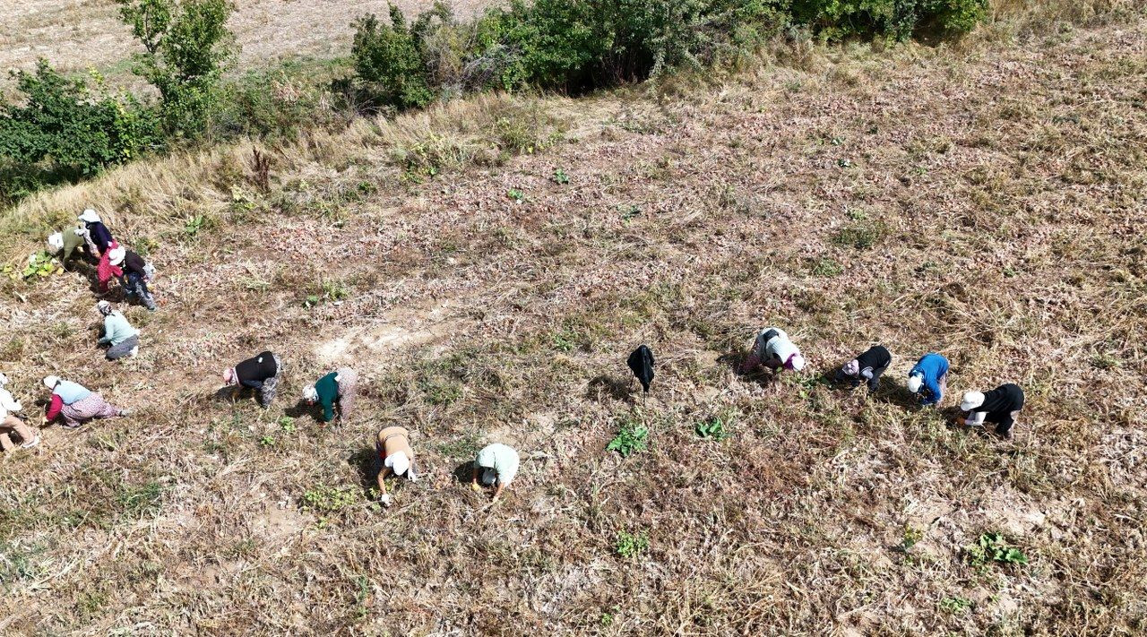 İşçi kadınlar önce hasat ettiler sonra halay çektiler - Sayfa 11