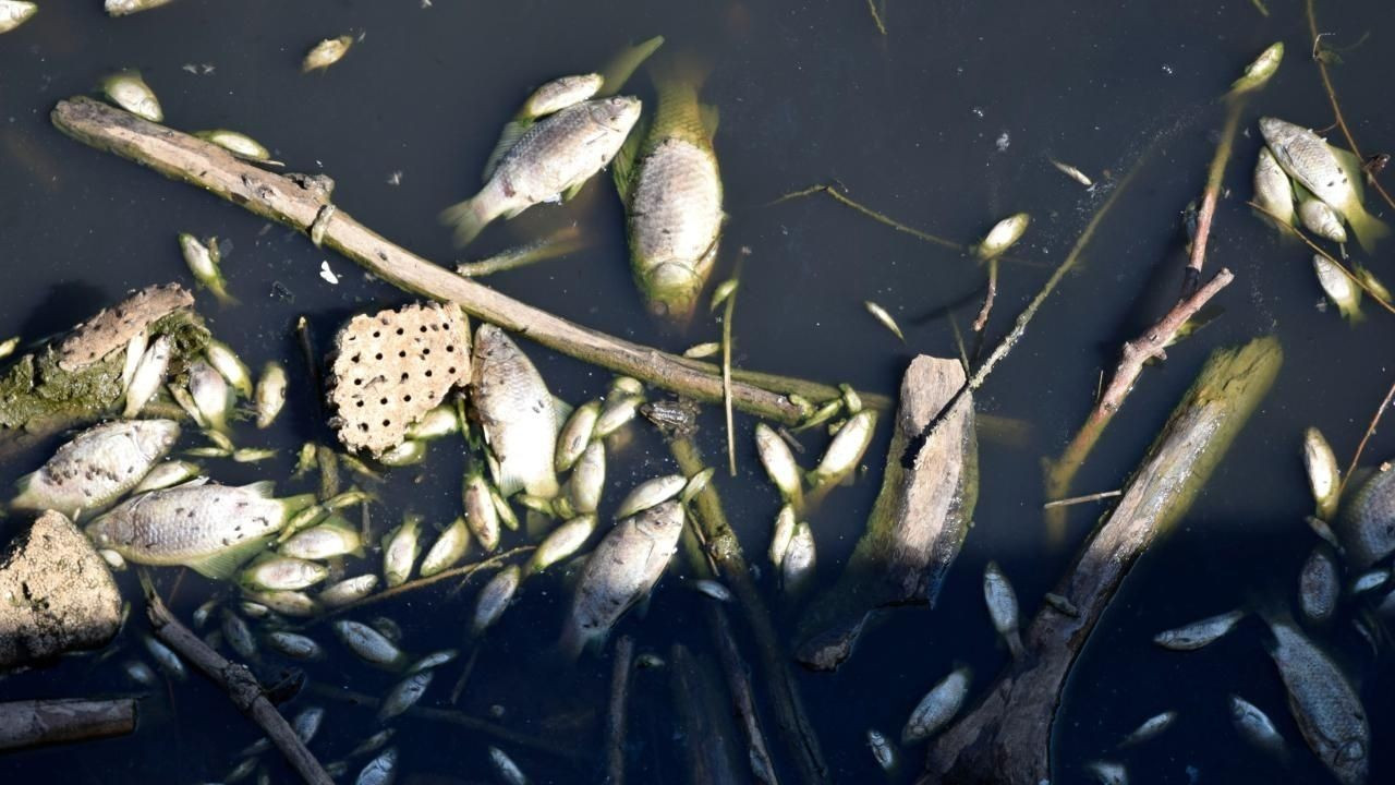 Gediz Nehri'nde Meydana Gelen Balık Ölümleri İçin İnceleme Başlatıldı