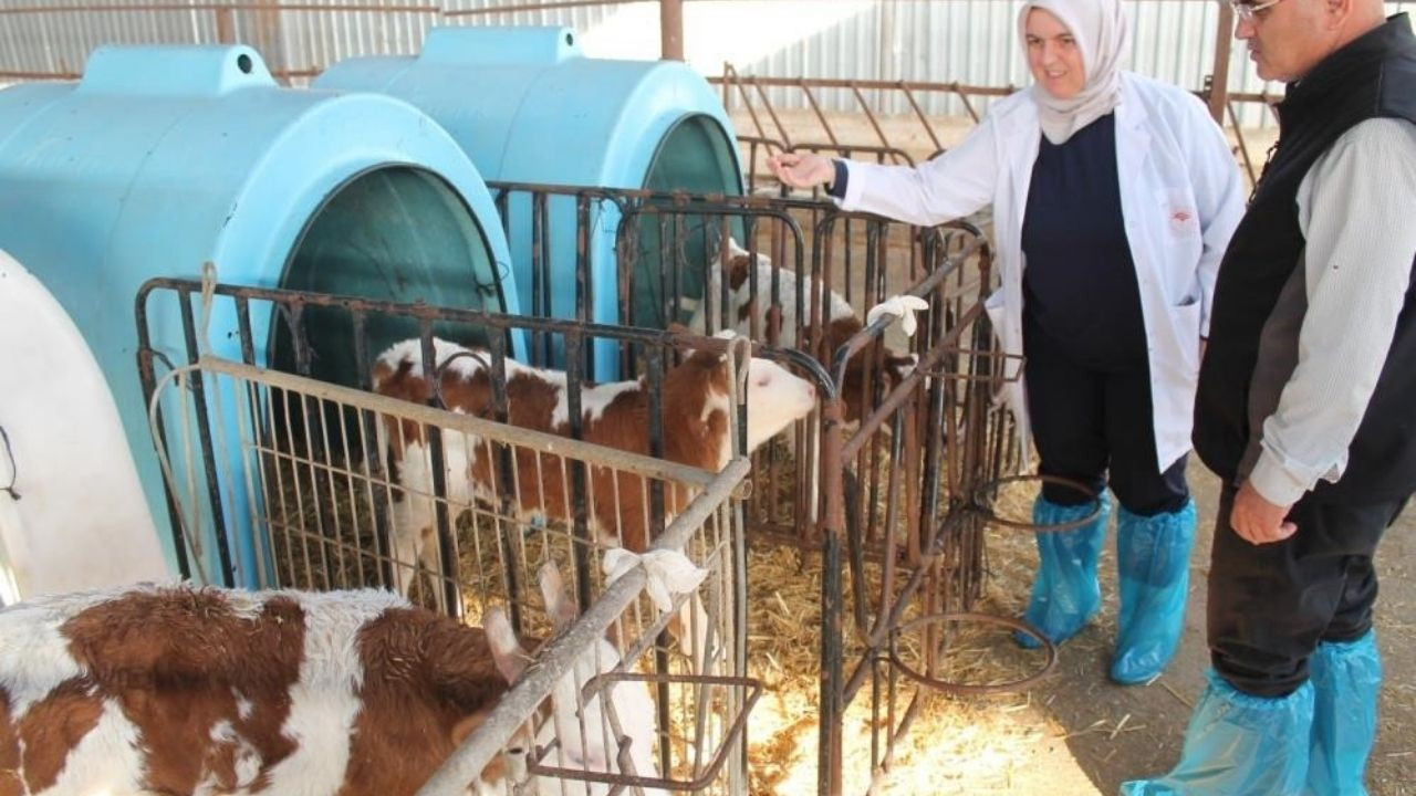 Buzağı destekleme ödemeleri başladı