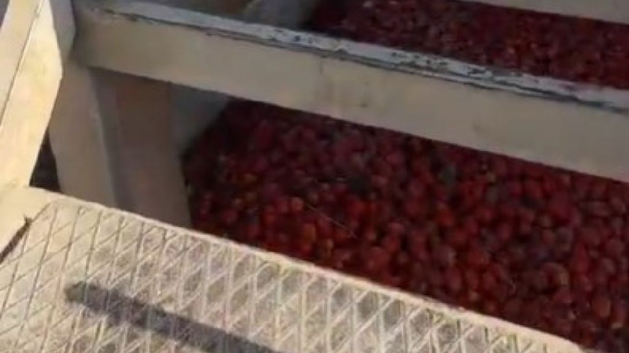 Manisa'da sağlıksız şartlarda salça üreten firmanın faaliyetleri durduruldu