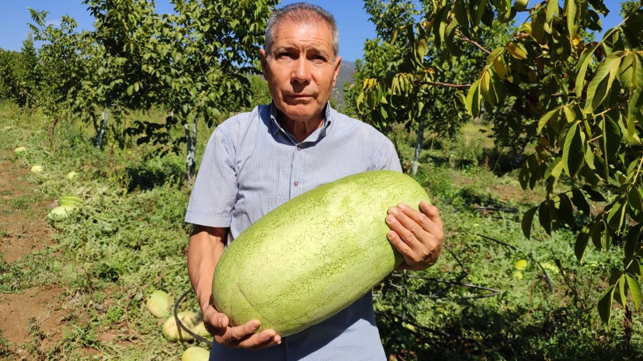 Tarlada Kalan Karpuzlar Pekmeze Dönüştü - Sayfa 7