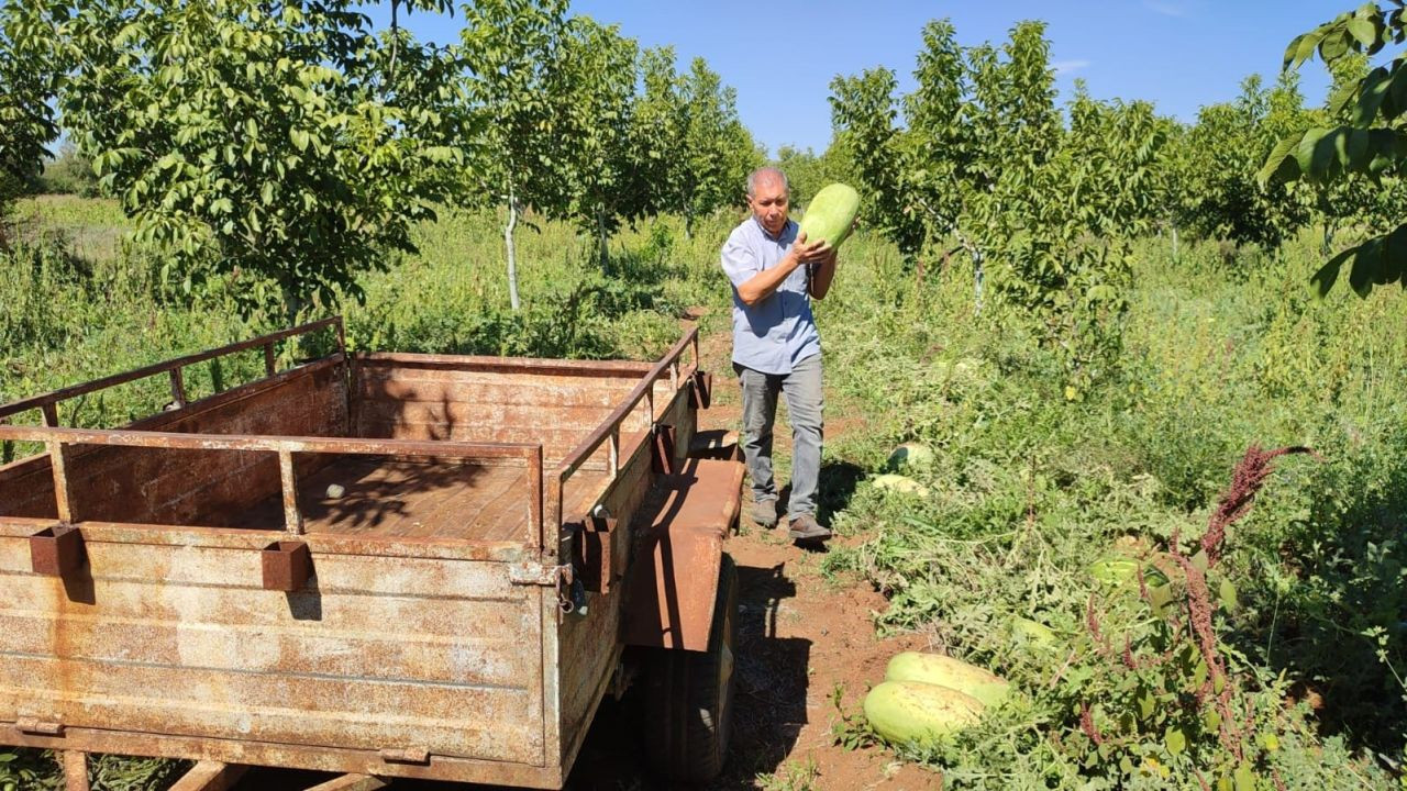 Tarlada Kalan Karpuzlar Pekmeze Dönüştü - Sayfa 5