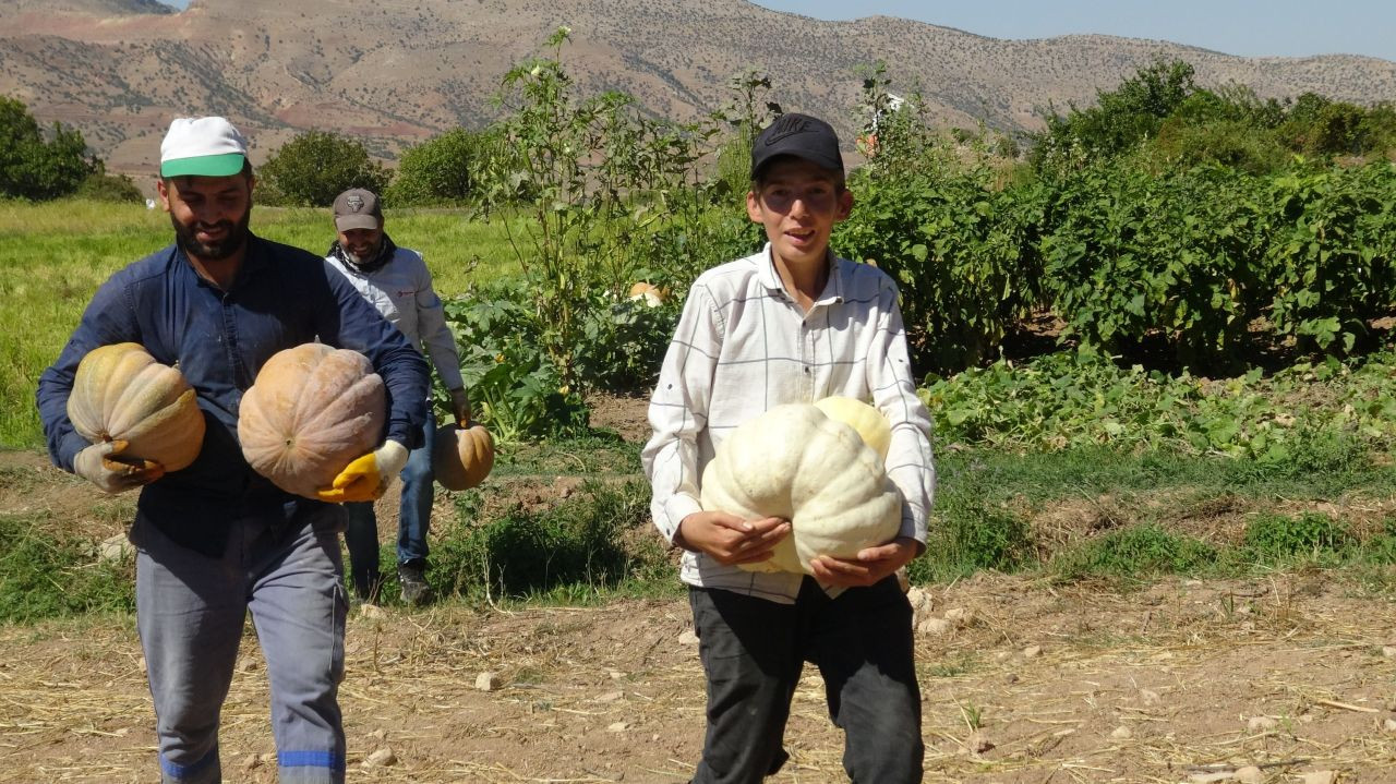 Gercüş'te Bal Kabağı Hasadı Başladı - Sayfa 1