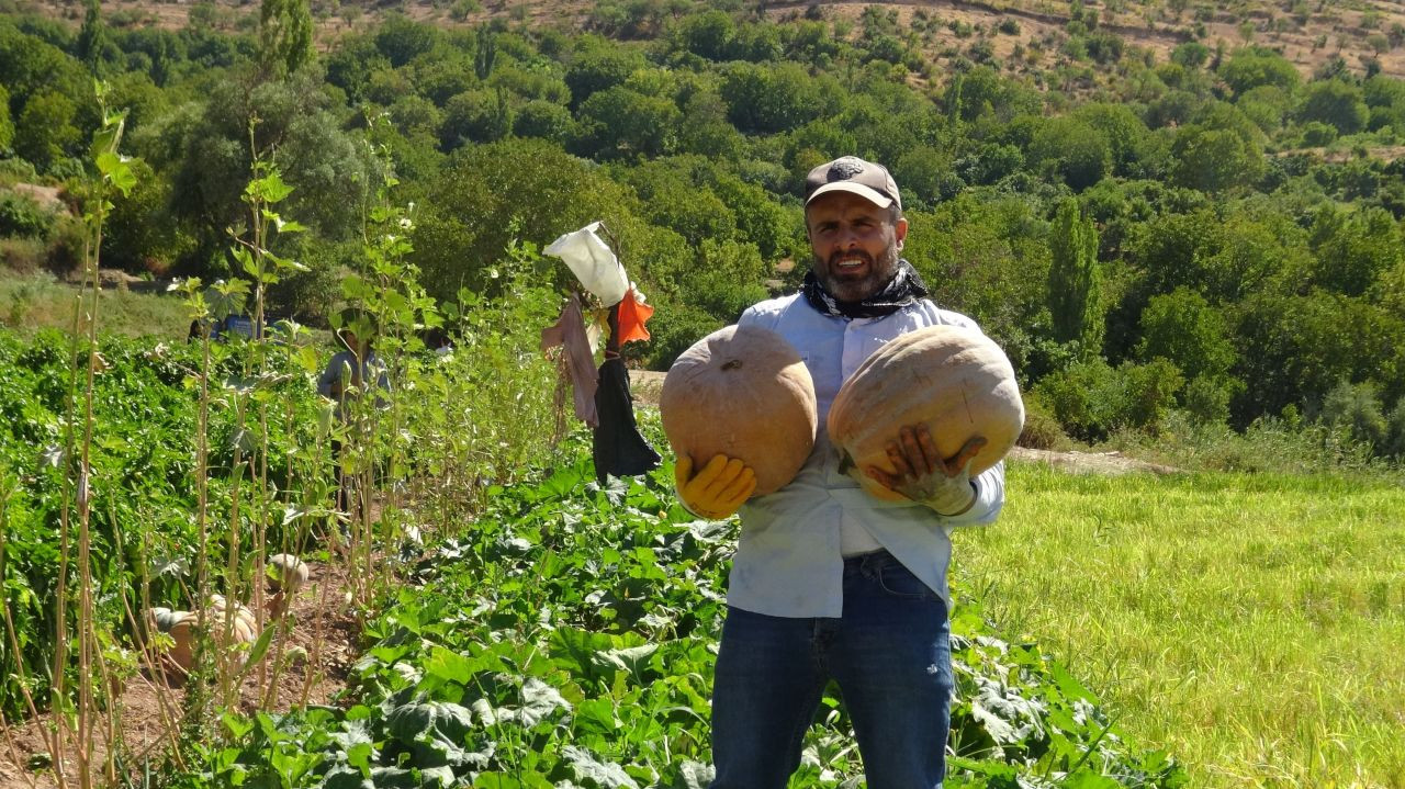 Gercüş'te Bal Kabağı Hasadı Başladı - Sayfa 3