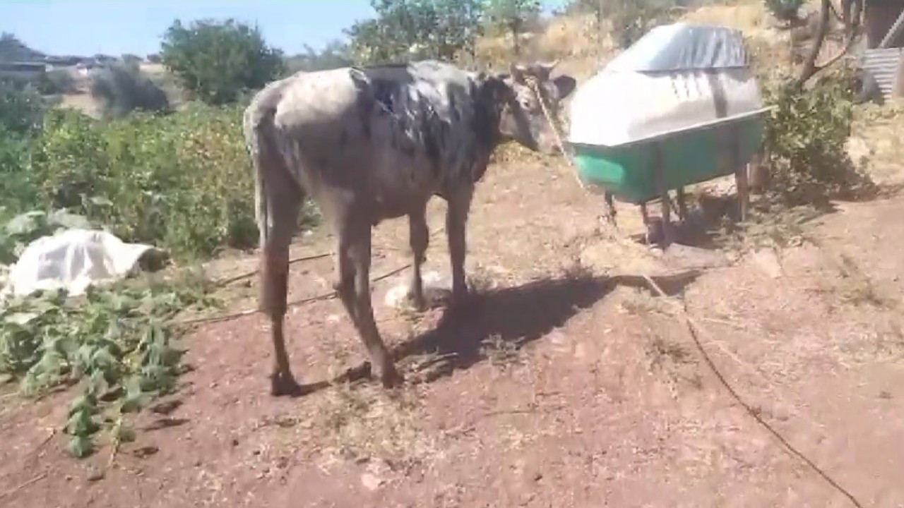 Kuyuya Düşen İnek, 4 Saat Süren Çalışma Sonrası Kurtarıldı