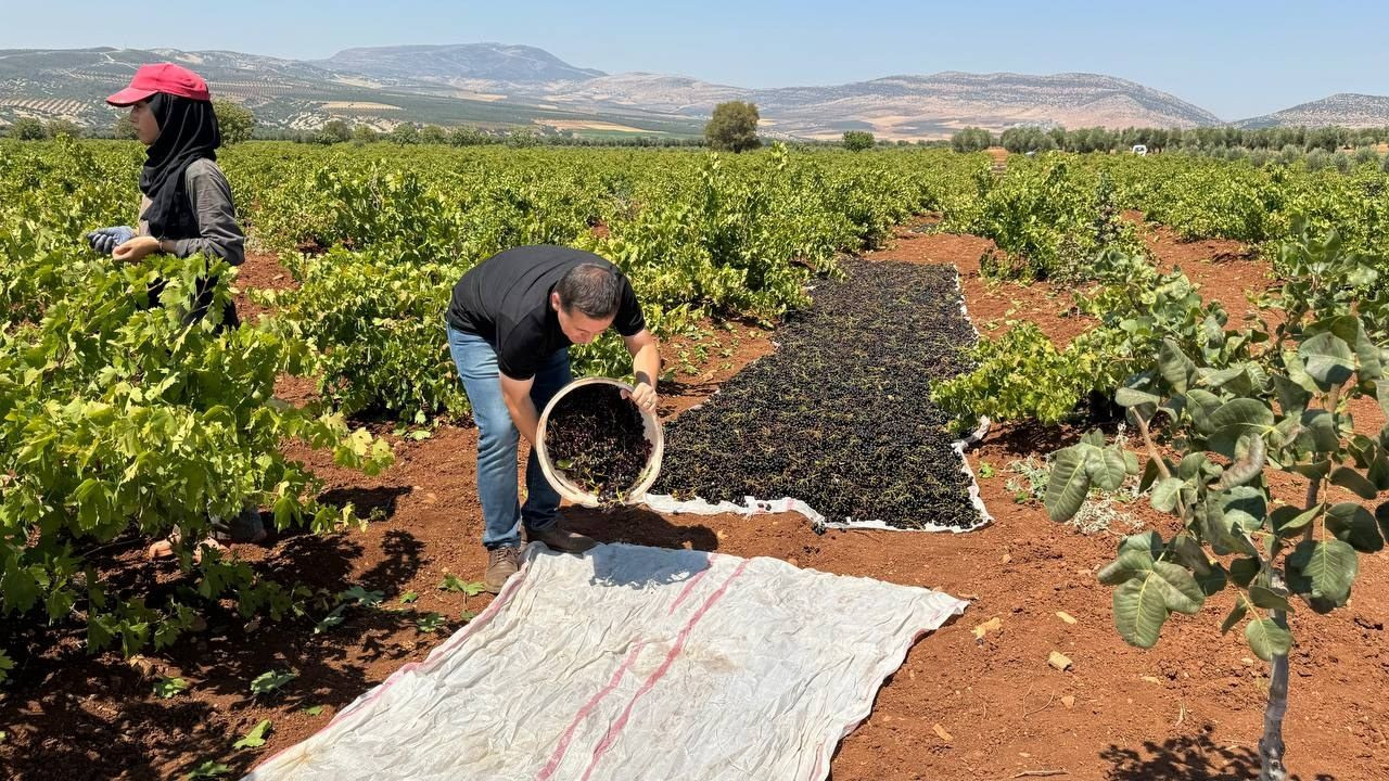 ‘Horoz karası üzümü'nün sofralara yolculuğu başladı - Sayfa 1