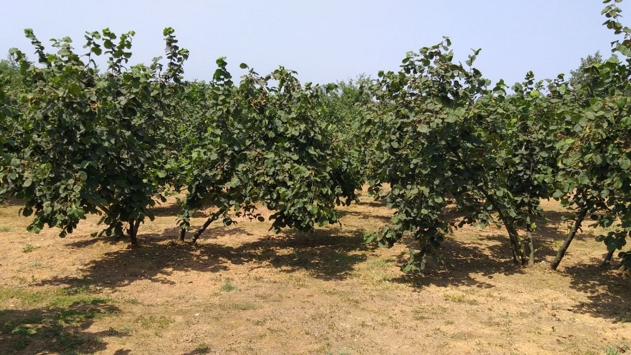 Fındık Üretiminde Verim ve Kaliteyi Artıracak Yeni Çeşitler Belirlendi