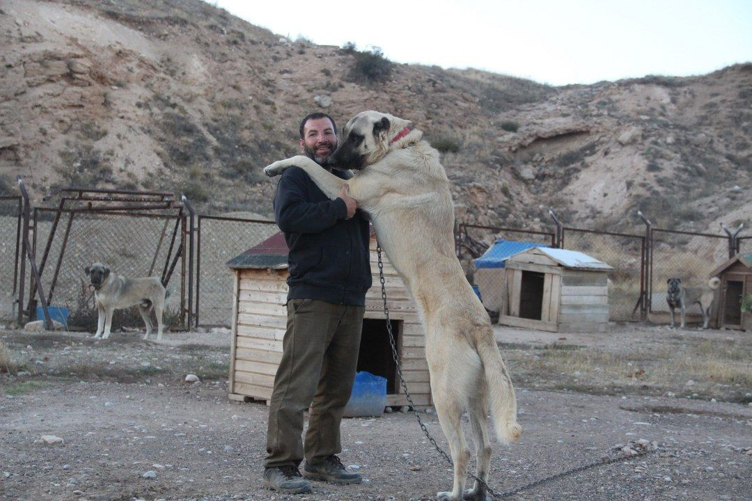 Küresel Isınma kangalları da etkiledi - Sayfa 1