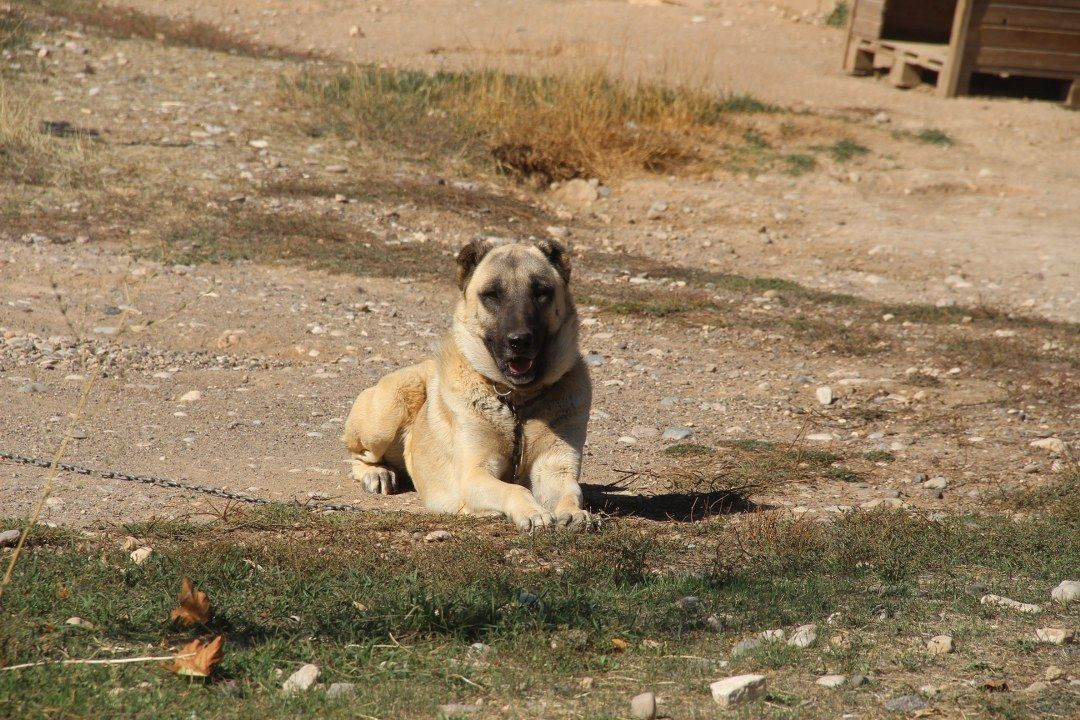 Küresel Isınma kangalları da etkiledi - Sayfa 4