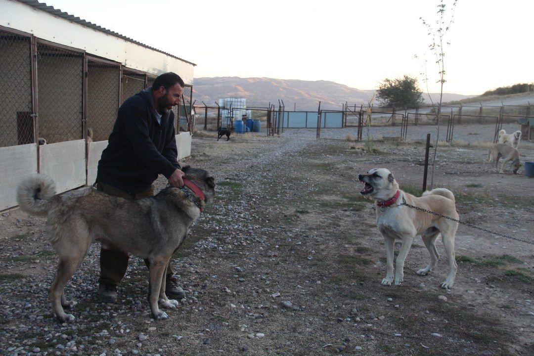 Küresel Isınma kangalları da etkiledi - Sayfa 7