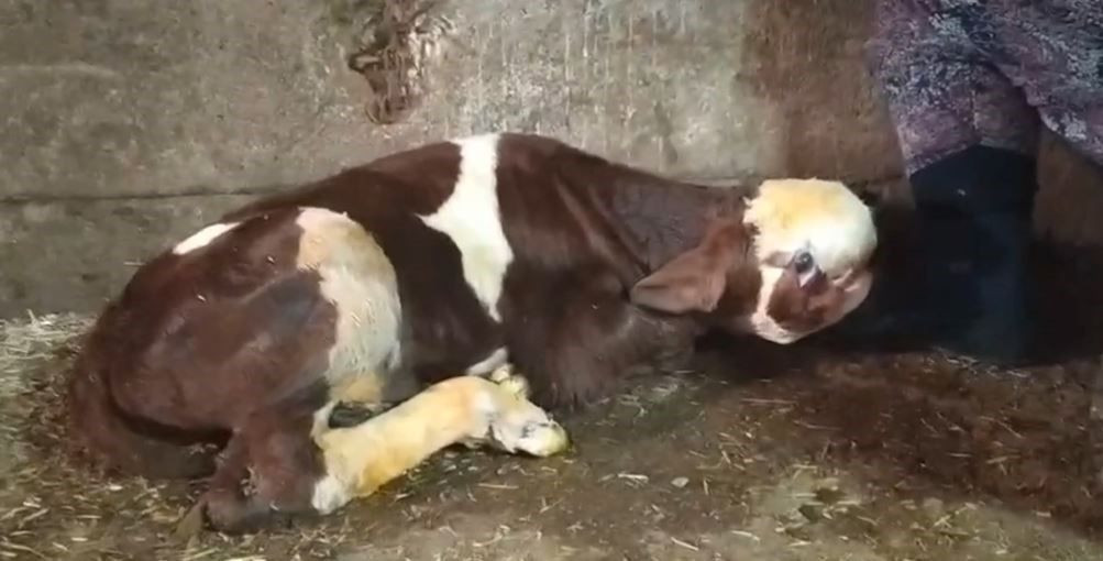 Yozgat'ta Doğan Buzağının Görüntüsü Korku Yarattı: 25 Yıllık Besici İlk Kez Böyle Bir Şey Gördü - Sayfa 5