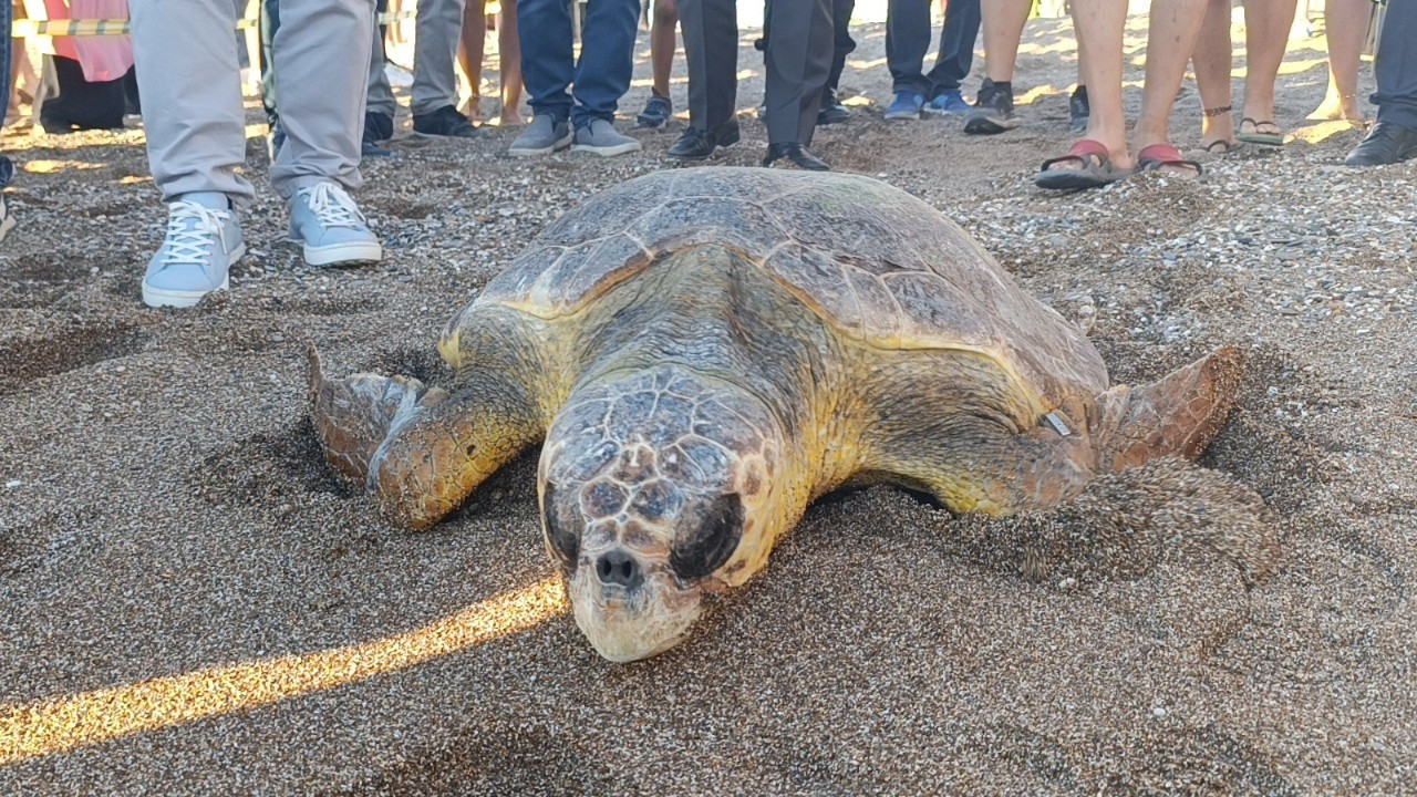 Caretta Carettalar Tamamlanan Tedavilerinin Ardından Denizle Buluştu