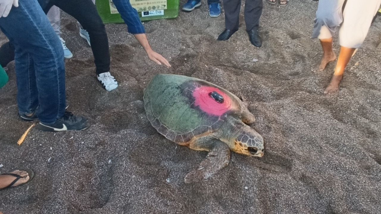 Caretta Carettalar Tamamlanan Tedavilerinin Ardından Denizle Buluştu - Sayfa 4