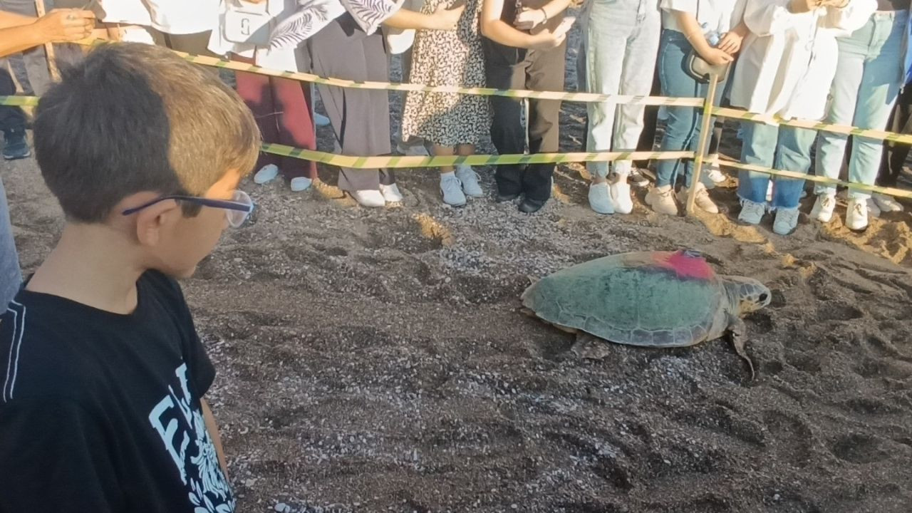 Caretta Carettalar Tamamlanan Tedavilerinin Ardından Denizle Buluştu - Sayfa 3