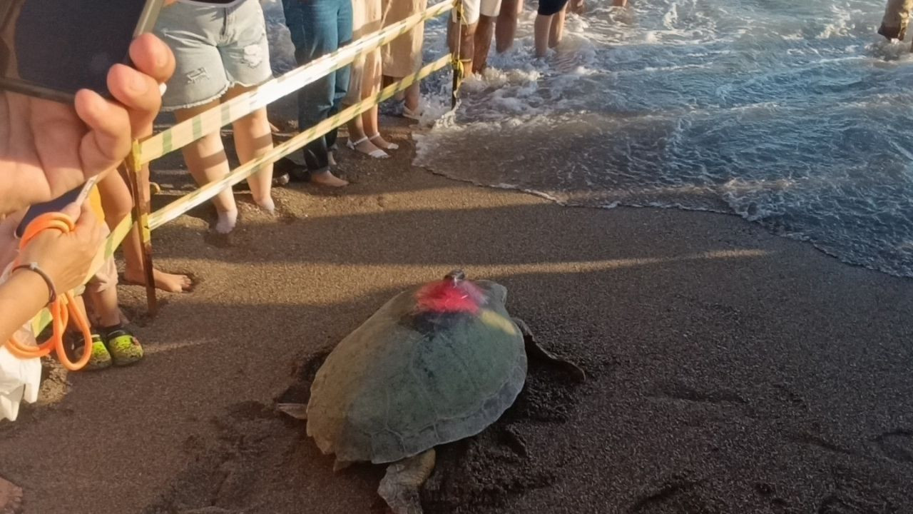 Caretta Carettalar Tamamlanan Tedavilerinin Ardından Denizle Buluştu - Sayfa 2