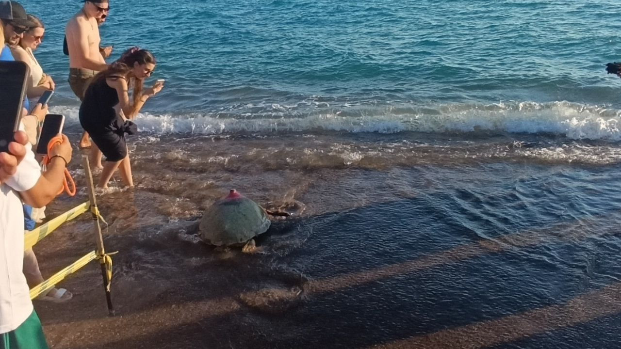 Caretta Carettalar Tamamlanan Tedavilerinin Ardından Denizle Buluştu - Sayfa 1