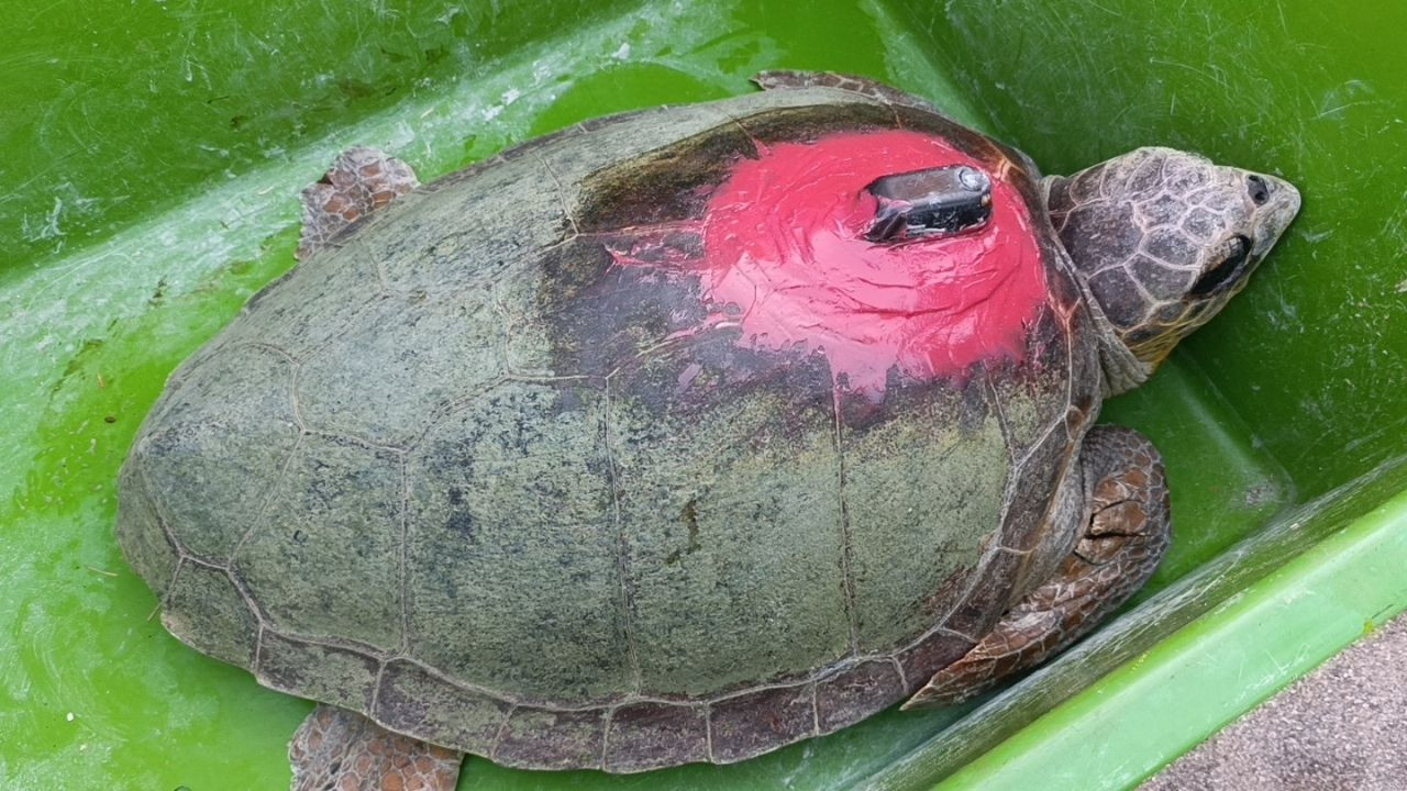 Caretta Carettalar Tamamlanan Tedavilerinin Ardından Denizle Buluştu - Sayfa 11