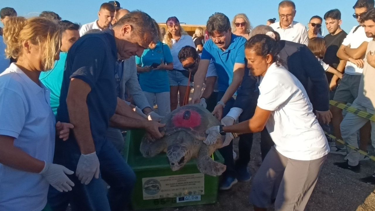 Caretta Carettalar Tamamlanan Tedavilerinin Ardından Denizle Buluştu - Sayfa 5