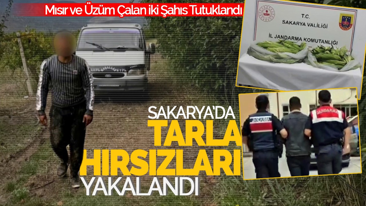 Sakarya’da Tarla Hırsızları Yakalandı: Mısır ve Üzüm Çalan İki Şahıs Tutuklandı