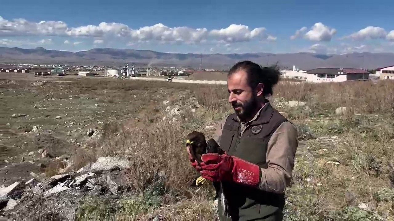 Arı şahini özgürlüğüne yeniden kavuştu - Sayfa 2