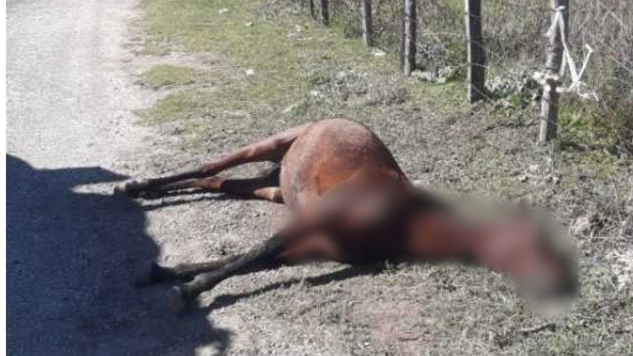 Osmaniye'de Silahla Vurulan At Yol Kenarına Bırakıldı