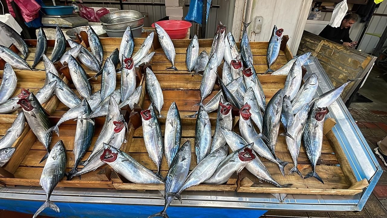 Karadeniz' de palamut bolluğu