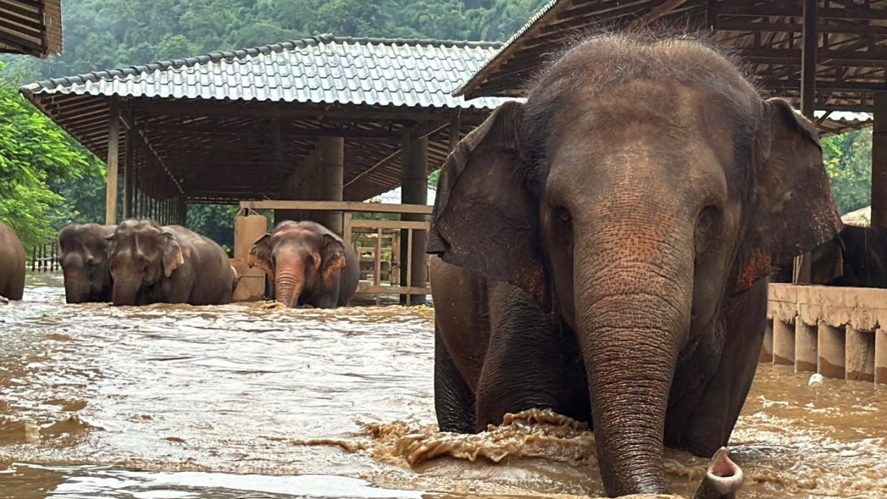 Tayland'da selde mahsur kalan 100 fil kurtarıldı